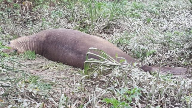 encontraron en el rio santiago al elefante marino que buscaban en berisso