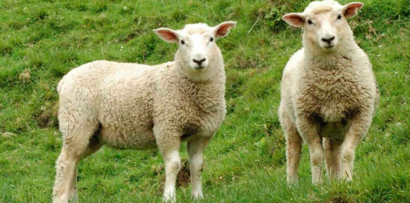 1594727414995.jpg?x=3&y=142&width=1197&height=599&rotate=0&scaleX=1&scaleY=1&ow=1200&oh=800&&cw=1920&ch=950