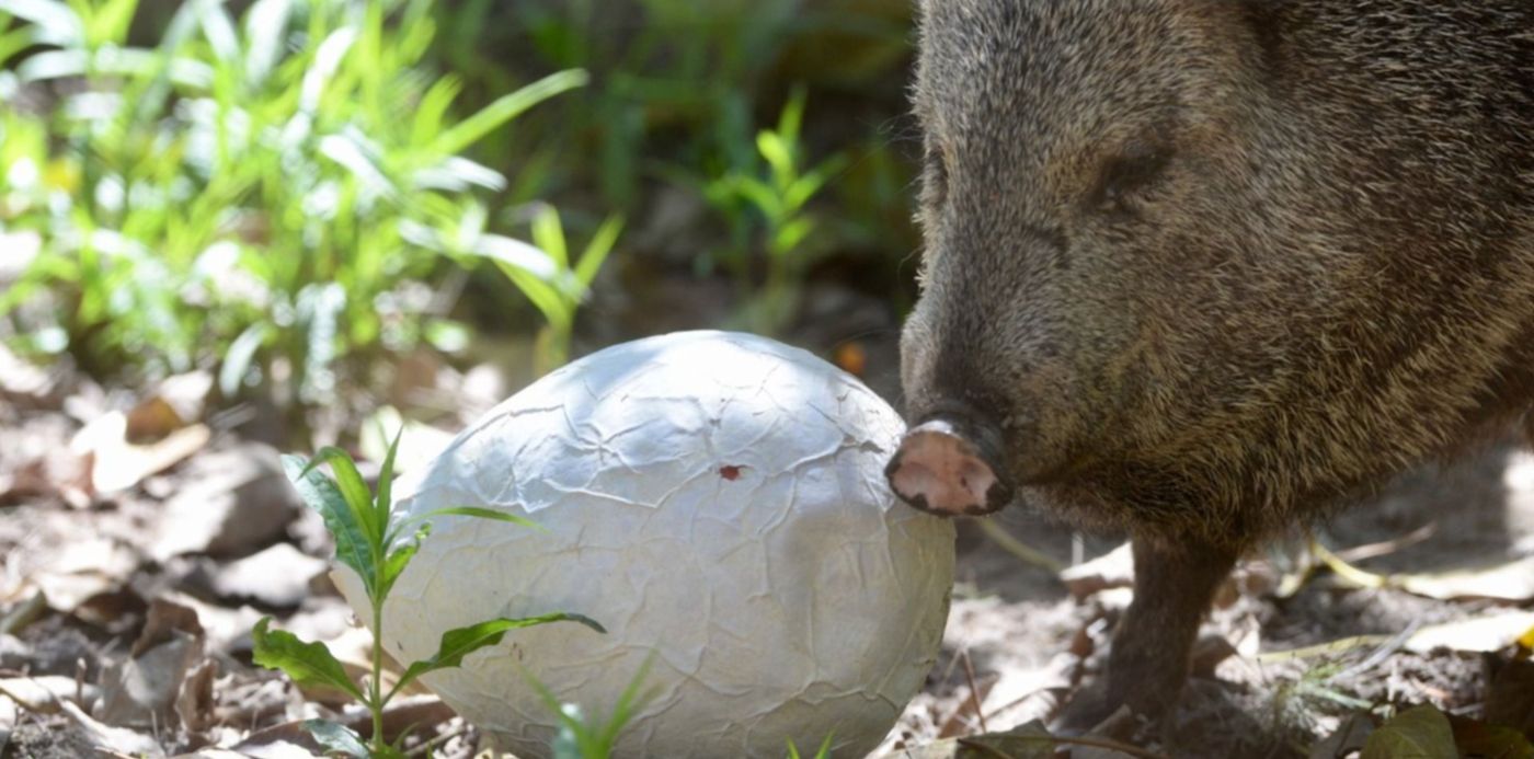 Zoológico Bioparque