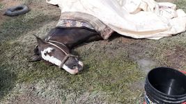 atropellaron a una yegua en berisso, agonizo durante 14 horas y murio atropellaron a una yegua en berisso, agonizo durante 14 horas y murio