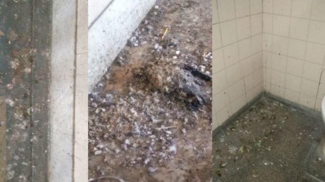 madres, padres, docentes y gremios unidos contra la invasiva caca de paloma en el normal 1