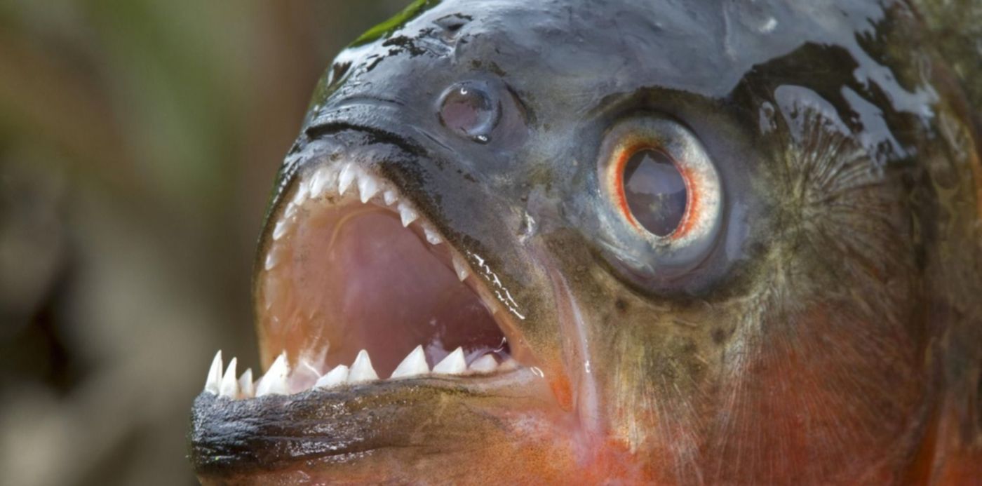 Palometas Río Paraná