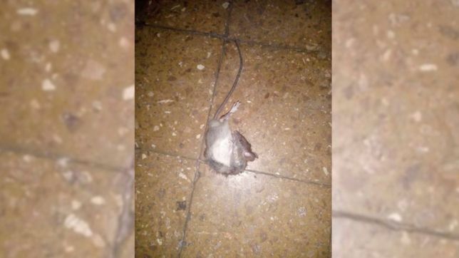 en villa catella reclaman por una casa llena de ratas que esta peor que la de barreda