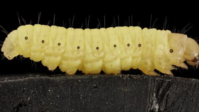 una vecina desesperada denuncio que su casa fue invadida por gusanos y filmo un video