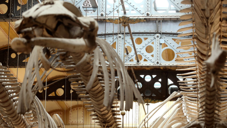 El histórico Museo de La Plata completó una nueva etapa de su restauración integral El histórico Museo de La Plata completó una nueva etapa de su restauración integral