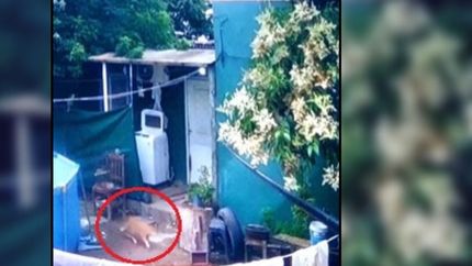 Un vecino le mató a su gato de un tiro y la amenazó de muerte