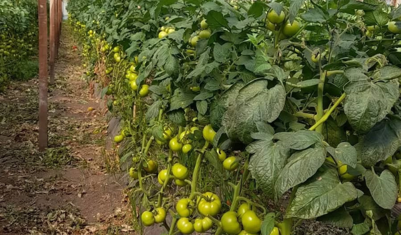 Plantación de tomate  (1).png
