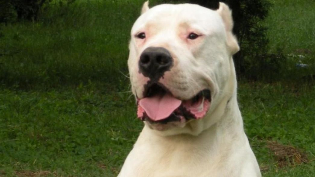 Sacrificaron al perro que atacó y mató a una nena en Ensenada