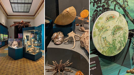 De la estrella culona a una almeja gigante: el Museo de La Plata sumó una nueva exhibición en pleno furor por los hallazgos del Conicet