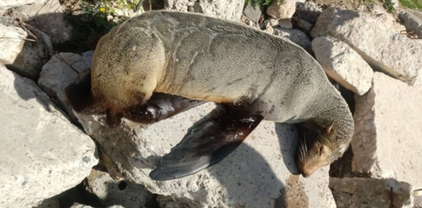 1597855298552.jpg?x=8&y=42&width=1030&height=515&rotate=0&scaleX=1&scaleY=1&ow=1040&oh=780&&cw=1920&ch=950