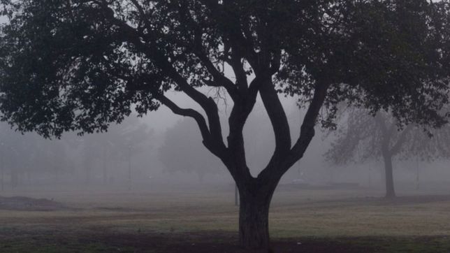 la primavera empezo en la plata con un jueves gris de neblina y lloviznas