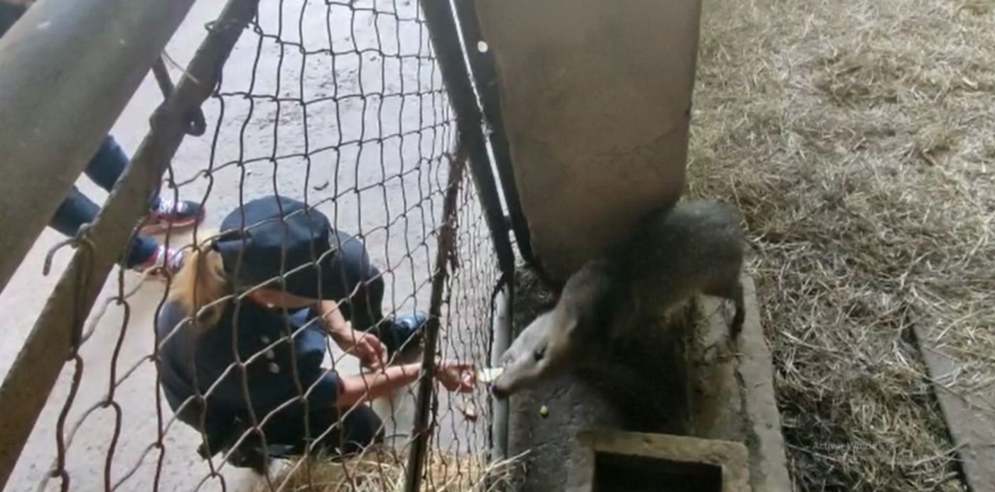 pecarí de collar - pecaría de collar
