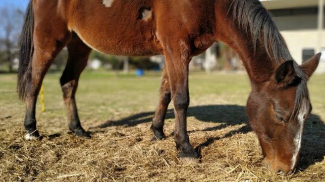 desaparecio un caballo de la facultad de veterinarias de la unlp y piden ayuda para encontrarlo