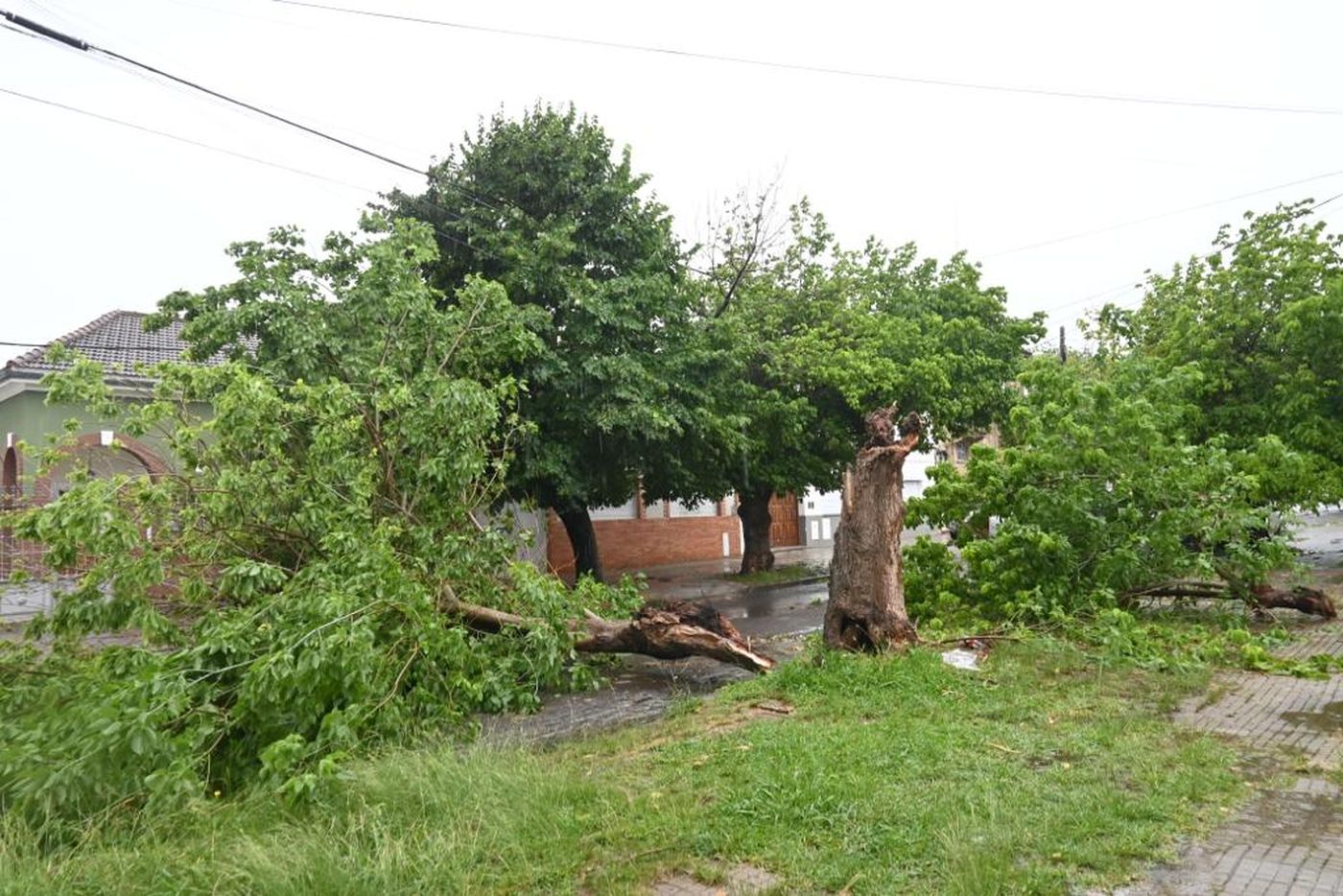 Temporal árboles caídos  (17).jpeg