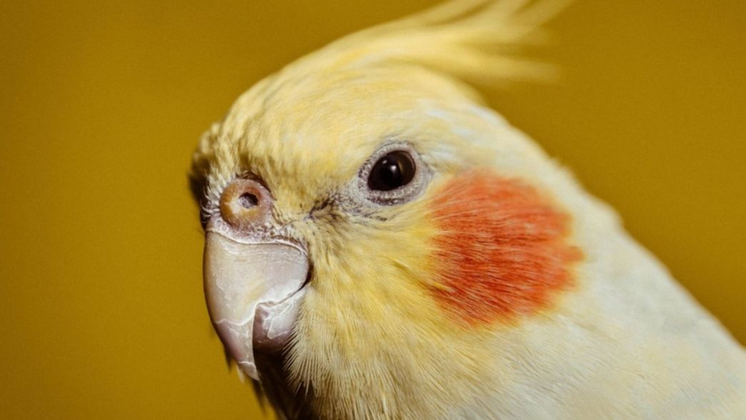 Se le perdió la cacatúa en La Plata y ofrece recompensa para quien la encuentre