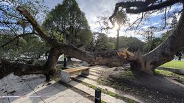 una enorme rama se quebro en plaza san martin y por poco no provoco una tragedia una enorme rama se quebro en plaza san martin y por poco no provoco una tragedia