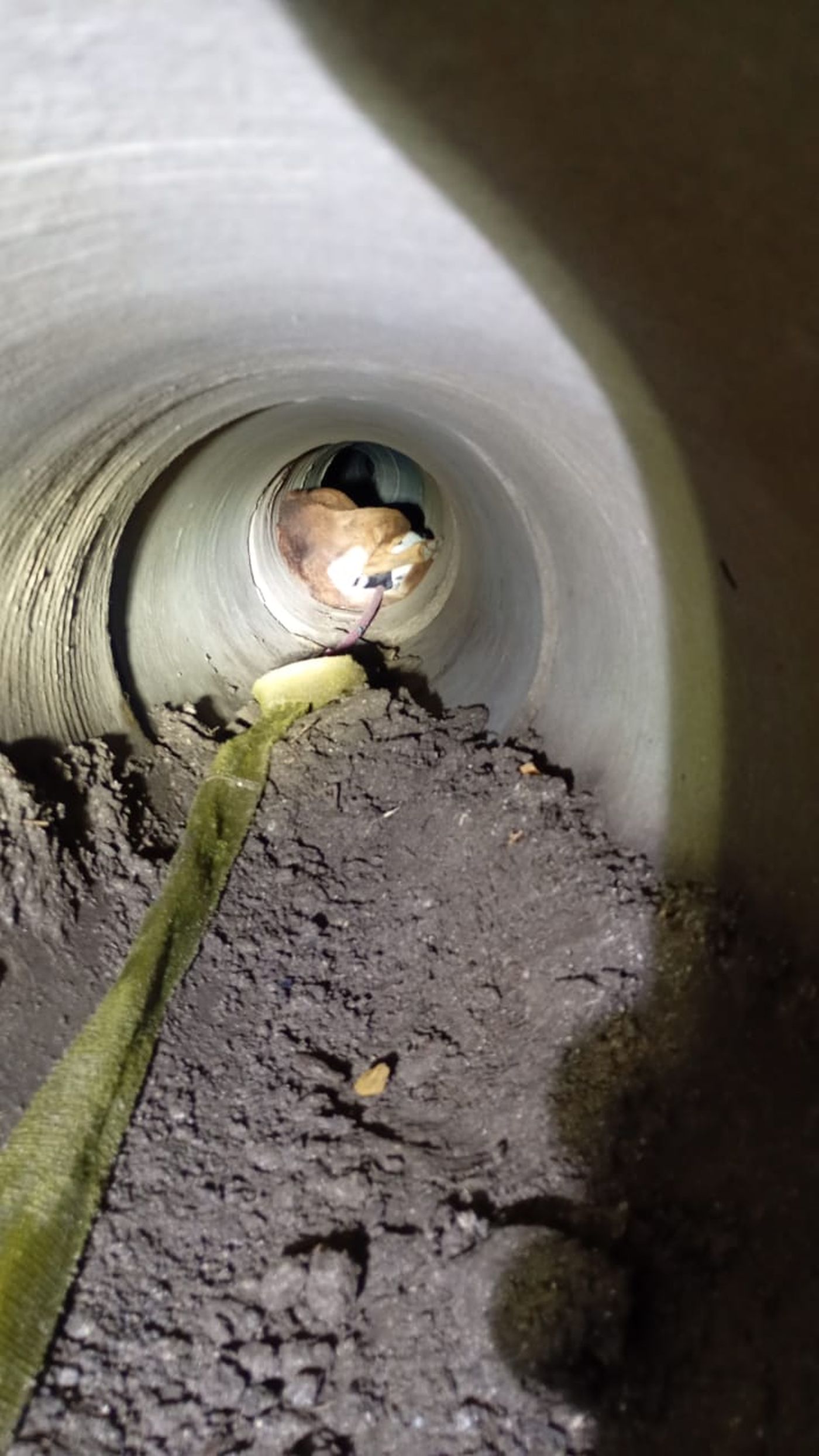 As&iacute; fueron hallados la perra y sus ocho peque&ntilde;os cachorros
