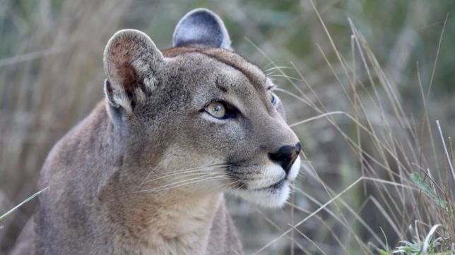 asi avanza el proyecto de enriquecimiento animal con las pumas en el bioparque platense