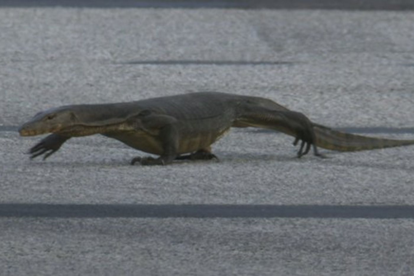 Lagarto en la formula 1 singapur.jpg