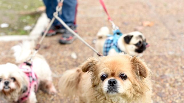 una joven estudiante de veterinaria esta sin trabajo y ofrece una guarderia de mascotas