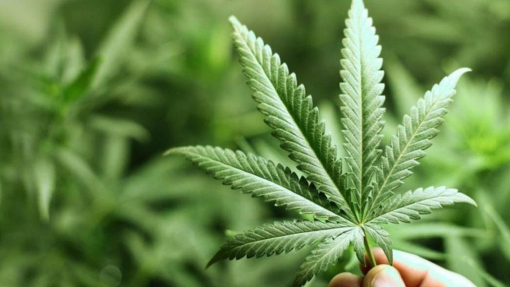 Allanaron una casa de La Plata y le incautaron 36 plantas de marihuana