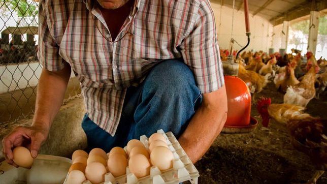 el precio de los huevos vuelve a subir en la plata y el maple ya llega a $7.500