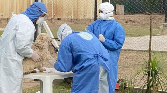 tras un acuerdo con la unlp, atenderan gratis a las mascotas de los vecinos de ensenada