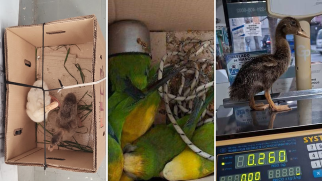 patos, conejos y cotorras tenidas: cayo una banda que vendia animales silvestres