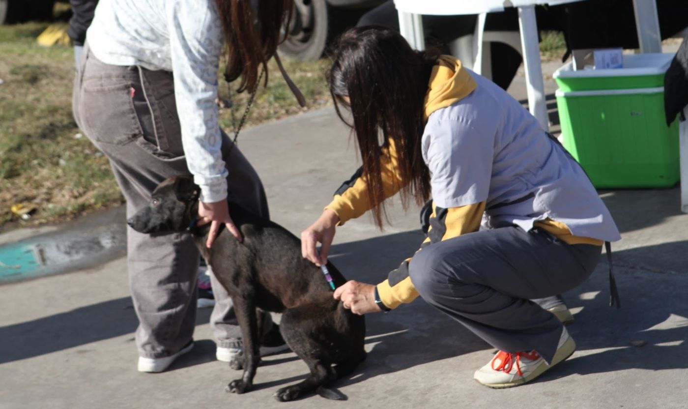 vacunacion animal
