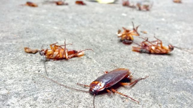 los consejos caseros de la unlp para combatir las cucarachas en verano