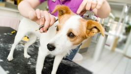 denuncian a una peluqueria canina de la plata por dos presuntos casos de maltrato animal denuncian a una peluqueria canina de la plata por dos presuntos casos de maltrato animal