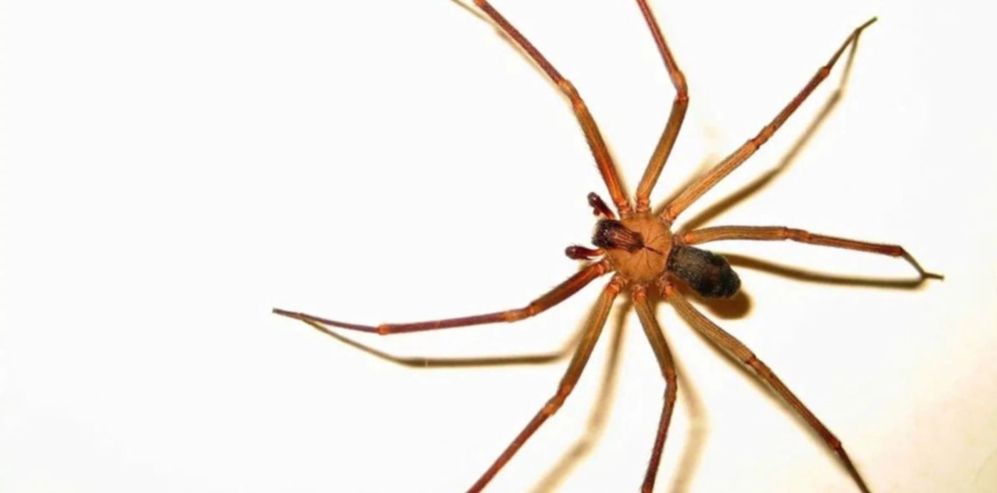 araña del rincon - beba fallecida