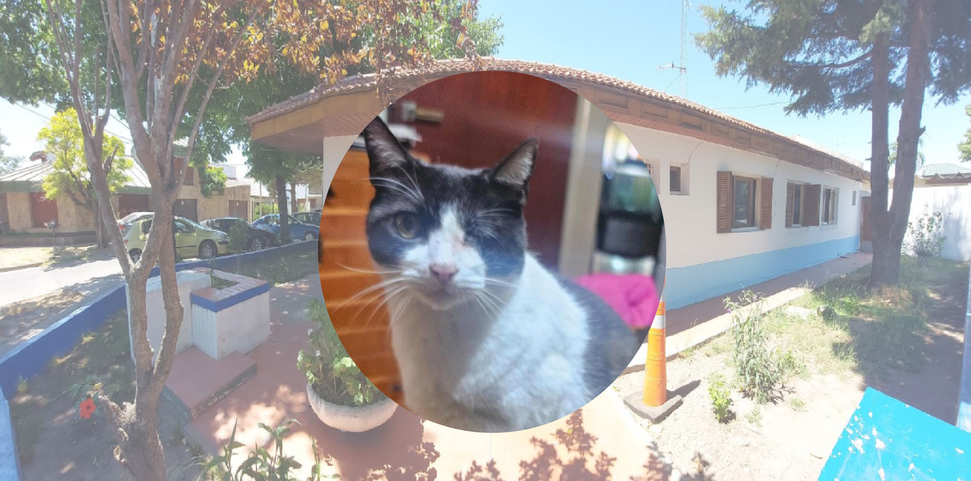 Gato muere envenenado comisaría 11a ringuelet.png
