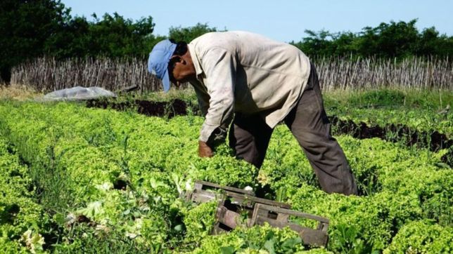 las verduras del cordon frutihorticola de la plata llegan a supermercados de todo el pais