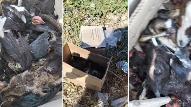 encontraron una caja llena de cabezas de animales a metros del carrefour de gonnet