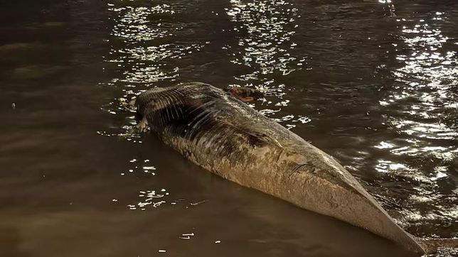 hallaron una ballena muerta en el rio de la plata y es la segunda en una semana