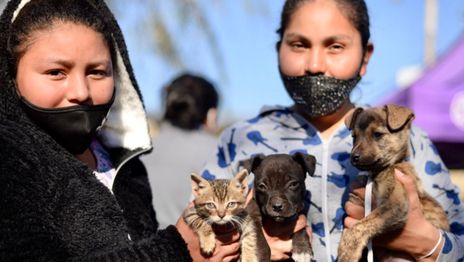 Vacunación Mascotas Gatos Perros