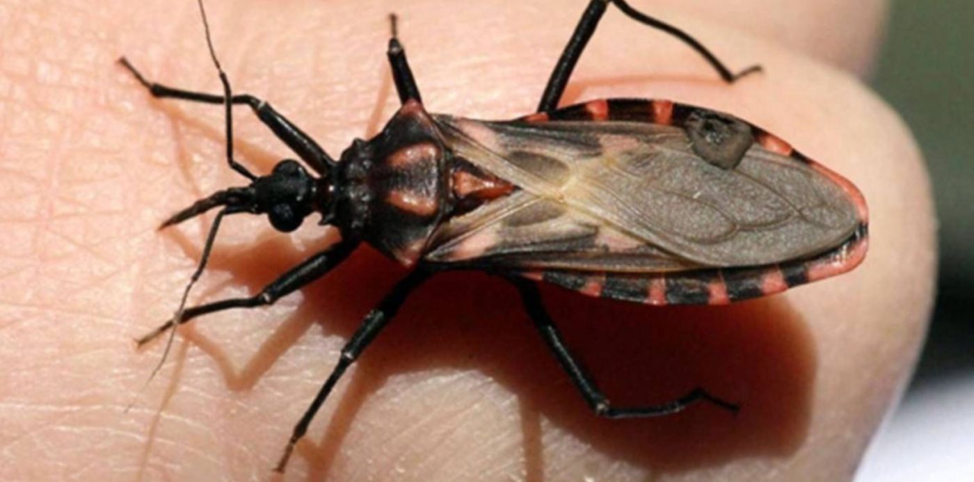 1612549316523.jpg?x=10&y=115&width=1181&height=590&rotate=0&scaleX=1&scaleY=1&ow=1200&oh=770&&cw=1920&ch=950