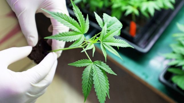 cientificos platenses se sumaran a la expo cannabis 2019 en la rural