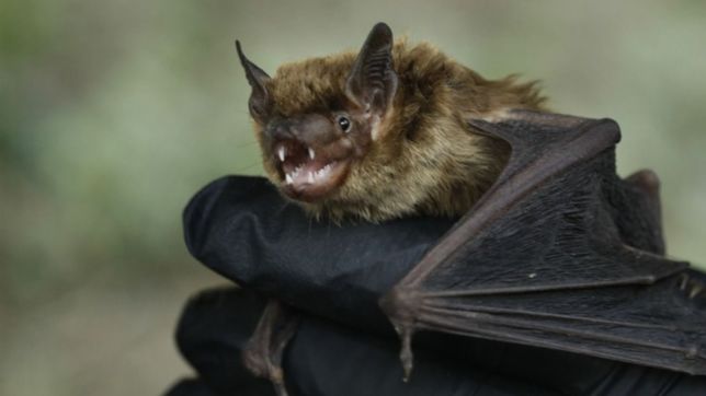 un grupo de cientificos descubrio tres virus un 95% iguales al covid en murcielagos