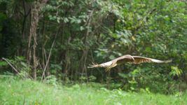 liberaron con exito del bioparque de la plata a tres aves rapaces autoctonas liberaron con exito del bioparque de la plata a tres aves rapaces autoctonas