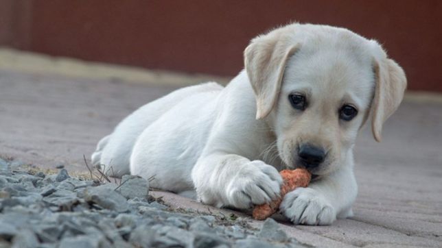 denuncian que hay un asesino de animales suelto en la plata que le disparo a una perra