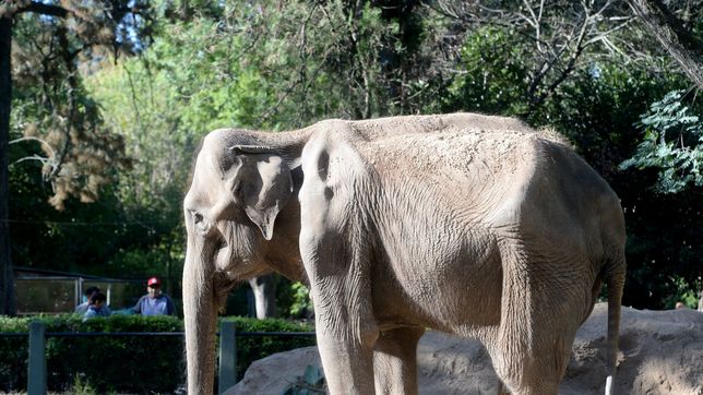 asi sera el viaje de la elefanta pelusa al santuario de brasil