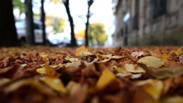 ¿cuantas hojas se recolectan por dia durante la temporada de otono en la plata?
