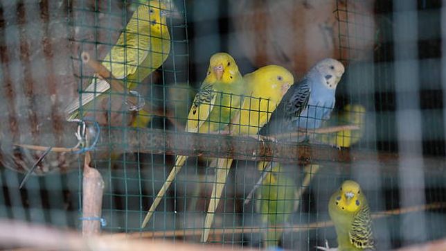 detuvieron a una banda que comercializaba animales de manera ilegal en berisso