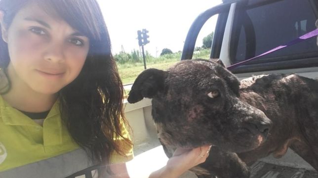 rescataron a dos perros maltratados de una casa de la plata
