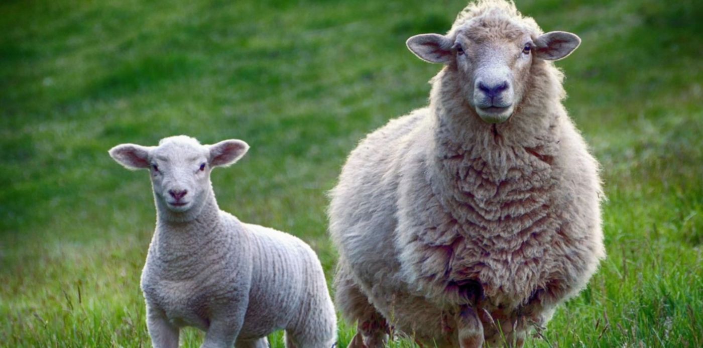 1574168652277.jpg?rotate=0&scaleX=1&scaleY=1&ow=1500&oh=937&x=6&width=1487&height=744&y=53&&cw=1920&ch=950