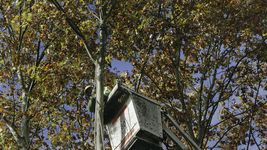 anuncian cortes en una transitada zona de la plata por trabajos de poda anuncian cortes en una transitada zona de la plata por trabajos de poda