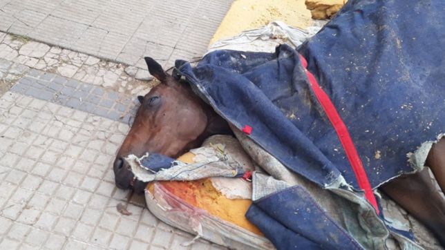una vecina caminaba por barrio hipodromo y se encontro una yegua muerta en la vereda