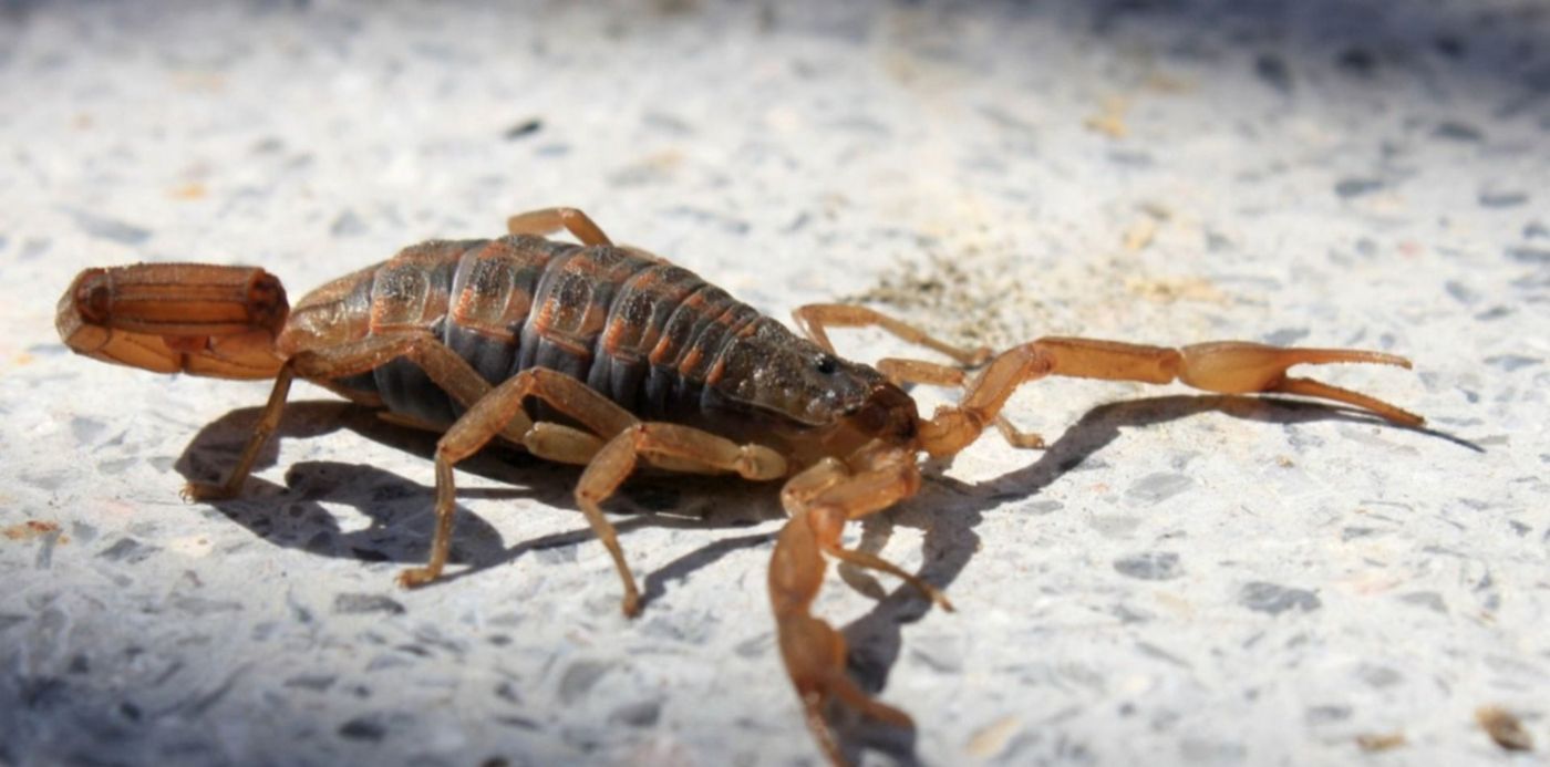 1542311021622.jpg?width=1476&rotate=0&scaleX=1&x=10&height=738&scaleY=1&ow=1500&oh=873&y=0&&cw=1920&ch=950